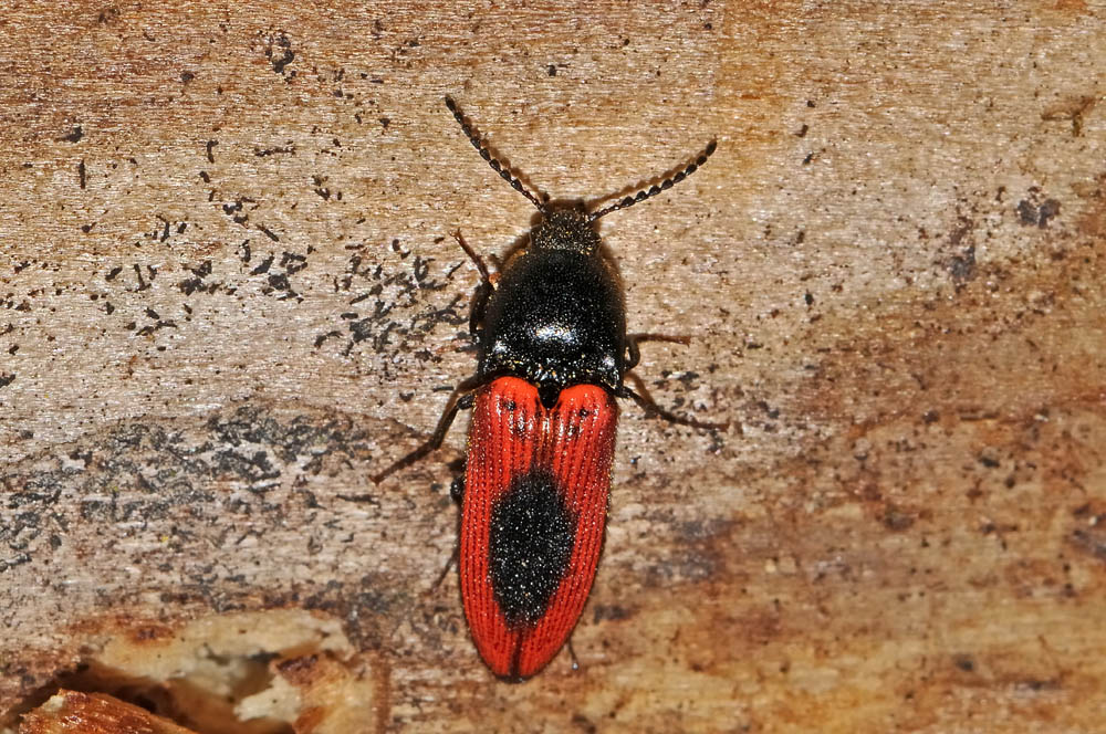 Ampedus sanguinolentus (Elateridae)